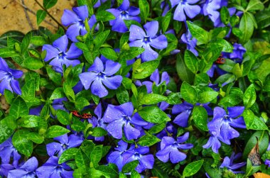 Bahar bahçesinde menekşe (vinca minor) mor mavi çiçekleri