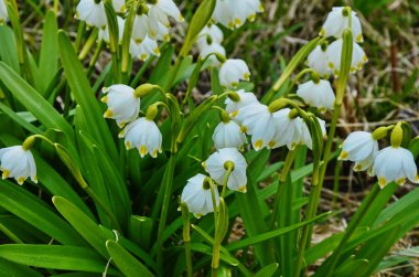 Mart ayında erken Bahar kar tanesi çiçekleri