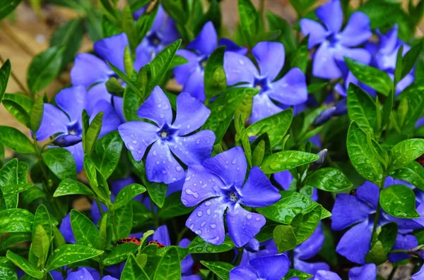 Flores azuis roxas de periwinkle (vinca menor) no jardim de primavera — Fotografia de Stock