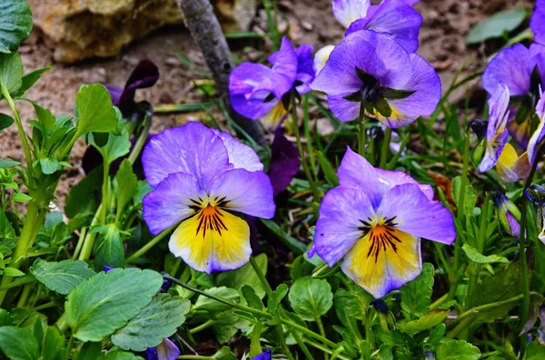 Hermosas violetas de diferentes flores —  Fotos de Stock