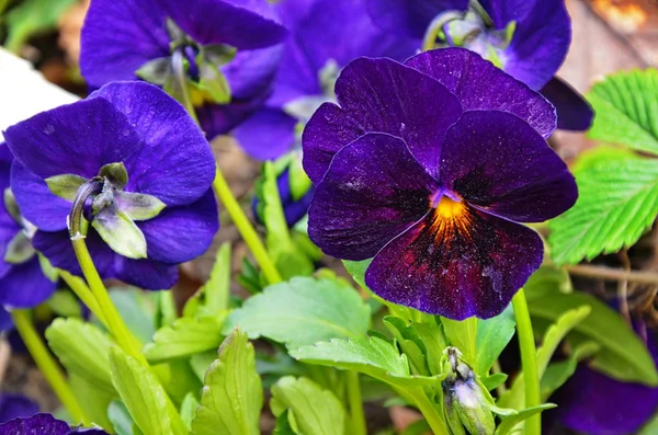 Lindas violetas de flores diferentes — Fotografia de Stock