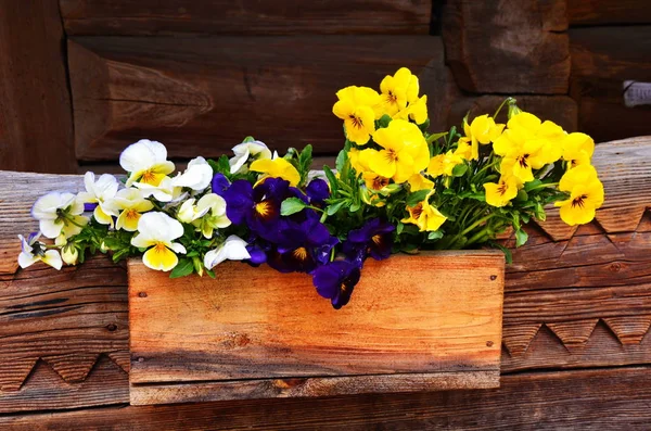 Belle viole di fiori diversi — Foto Stock