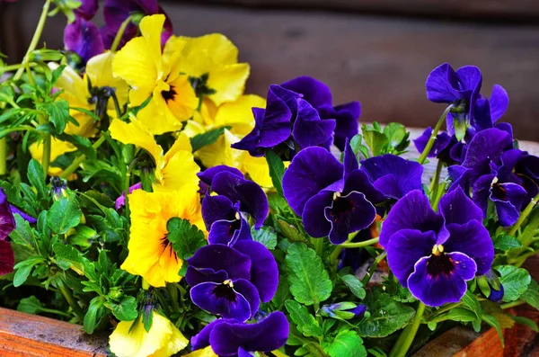 美丽的紫罗兰不同的花 — 图库照片