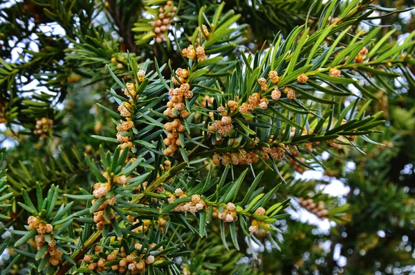 英语Yew (European Yew, Taxus baccata, Common Yew) — 图库照片