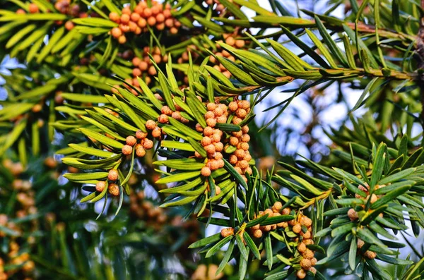 Angielski Yew (European Yew, Taxus baccata, Common Yew)) — Zdjęcie stockowe