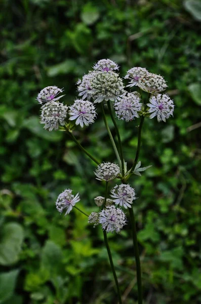 Angelica plan. Een close-up. Ondiepe scherptediepte — Stockfoto