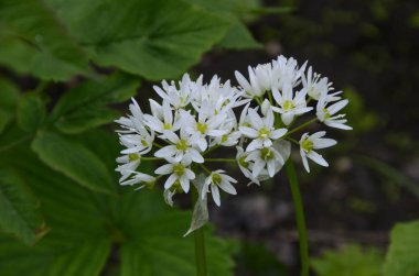 Ramson güneşli bir günde ormanda büyüyor.