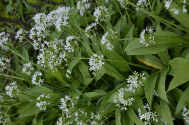 Ramson güneşli bir günde ormanda büyüyor.