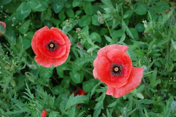 Champ de coquelicots gros plan — Photo