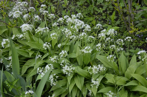 Ramson growing in the forest on a sunny day — Stock Photo, Image