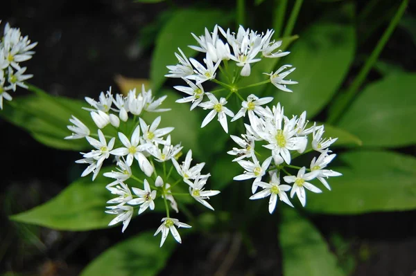 Ramson cresce nella foresta in una giornata di sole — Foto Stock