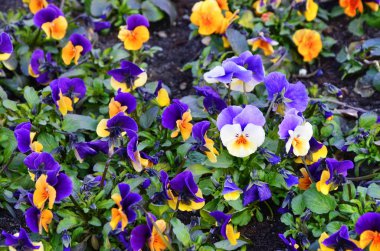 Farklı çiçeklerin güzel menekşeleri