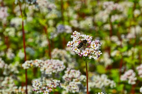 Fiore di grano saraceno sul campo — Foto Stock