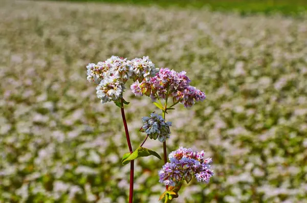 Fiore di grano saraceno sul campo — Foto Stock