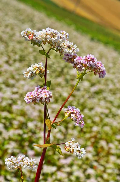 Fiore di grano saraceno sul campo — Foto Stock