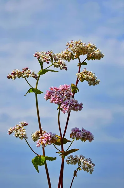 Fiore di grano saraceno sul campo — Foto Stock