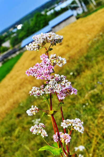 Гречневый цветок на поле — стоковое фото