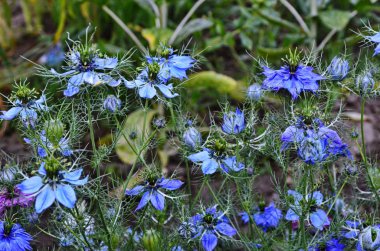 Nigella Şam 'ın beyaz ve mavi çiçekleri