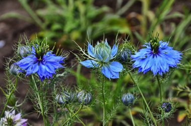 Nigella Şam 'ın beyaz ve mavi çiçekleri