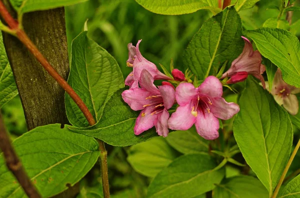 Flores de weigela rosa — Foto de Stock