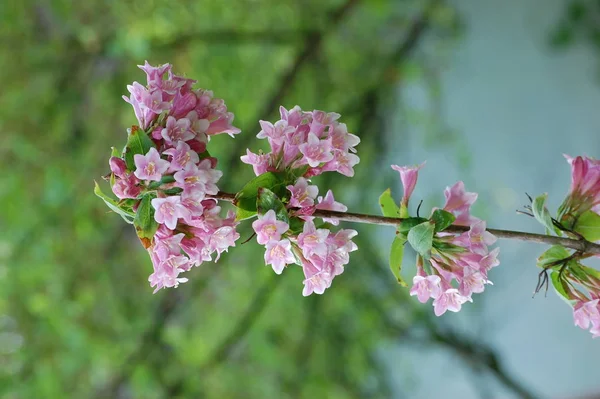 Flowers of pink weigela — Stock Photo, Image