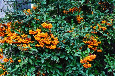 Firethorn (Pyracantha coccinea) güz mevsiminde böğürtlen.