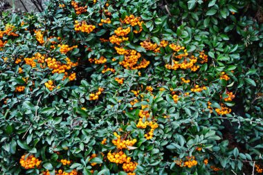 Firethorn (Pyracantha coccinea) güz mevsiminde böğürtlen.