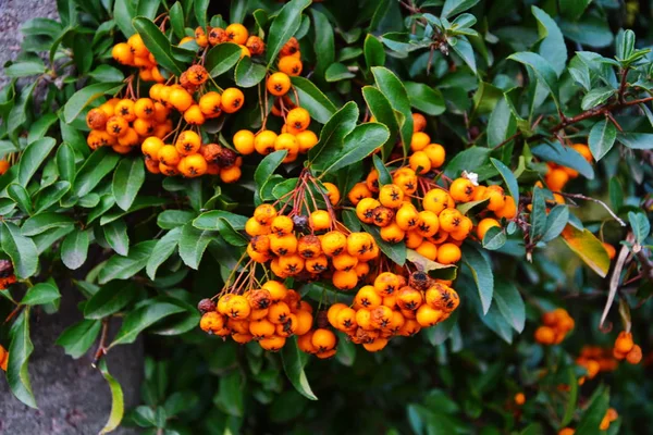 Firethorn (Pyracantha coccinea) berries in the fall season. — Stock Photo, Image