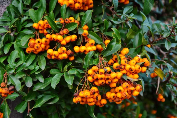 Φραγκοστάφυλα (Pyracantha cocccinea) κατά την φθινοπωρινή περίοδο. — Φωτογραφία Αρχείου