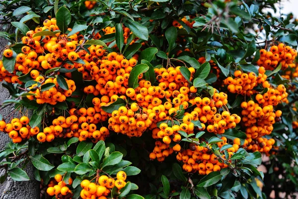 Mirtilli rossi (Pyracantha coccinea) nella stagione autunnale . — Foto Stock