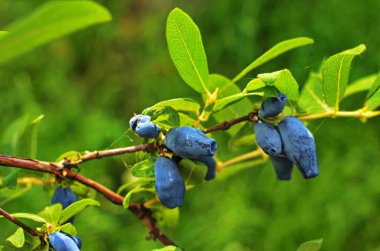 Yaz bahçesinde mavi hanımeli dalı.