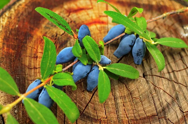 Blue honeysuckle branch in summer garden. — Stock Photo, Image