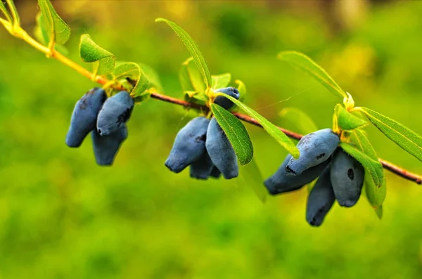 Blauwe kamperfoelie tak in zomertuin. — Stockfoto