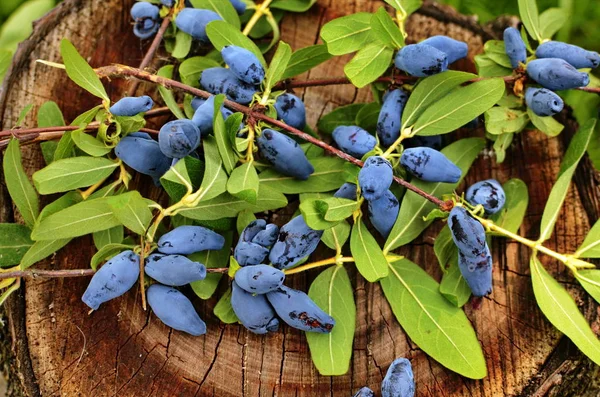 Blue honeysuckle branch in summer garden. — Stock Photo, Image