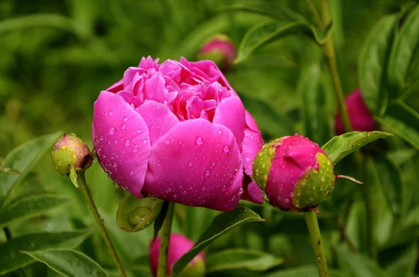 Pivoines roses et pivoines rouges fleurissent dans le jardin des pivoines . — Photo