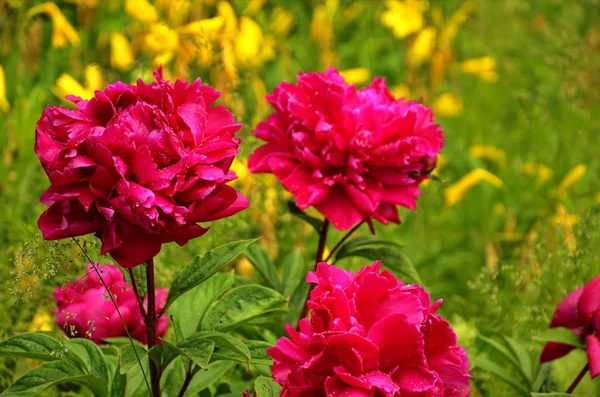 牡丹園にはピンクの牡丹と赤い牡丹の花が咲きます。. — ストック写真