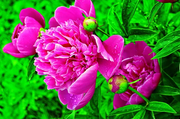 Pembe şakayıklar ve kırmızı şakayıklar şakayık bahçesinde çiçek açar.. — Stok fotoğraf