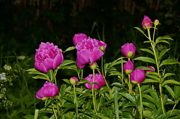 Pink peonies and red peonies flower bloom in peonies garden.