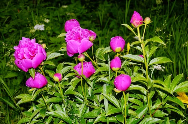 牡丹園にはピンクの牡丹と赤い牡丹の花が咲きます。. — ストック写真