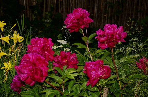 牡丹園にはピンクの牡丹と赤い牡丹の花が咲きます。. — ストック写真