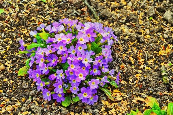 Garden primrose — Stock Photo, Image