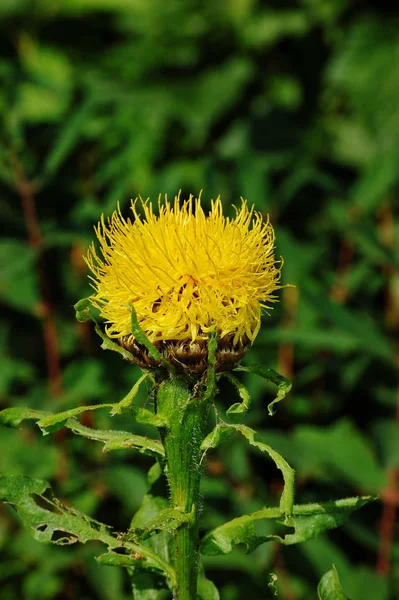 Großkopftürmchen im Garten — Stockfoto