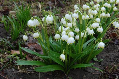 Mart ayında erken Bahar kar tanesi çiçekleri