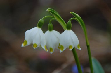 Mart ayında erken Bahar kar tanesi çiçekleri