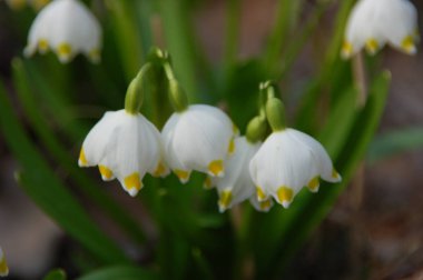 Mart ayında erken Bahar kar tanesi çiçekleri