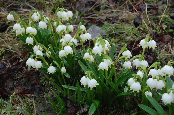 Início da primavera flores floco de neve em março — Fotografia de Stock