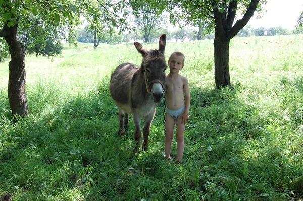 Little boy and grey donkey.
