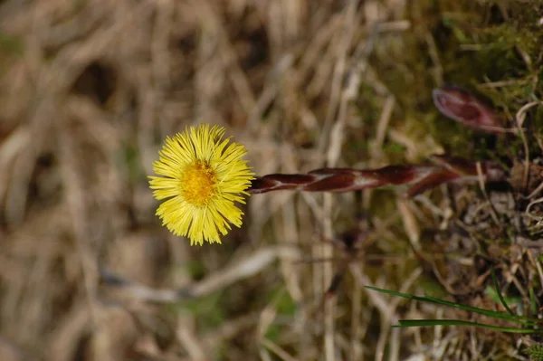 Gelbe und hübsche Blüten des Hahnenfußes (tussilago farfarfara)) — Stockfoto