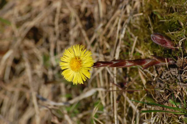 コルツフットの黄色とかなりの花(Tussilago farfara)) — ストック写真