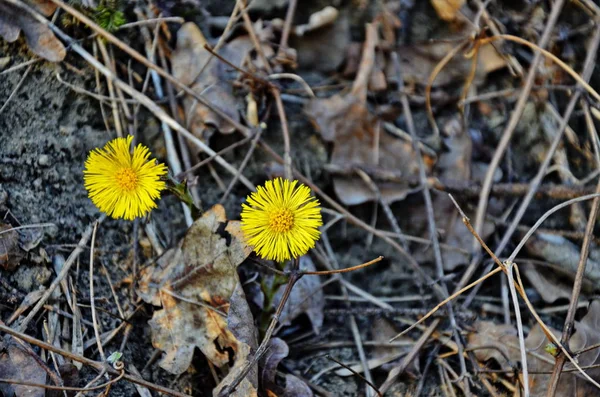 Sárga és szép virágok Coltsfoot (Tussilago farfarfara) — Stock Fotó